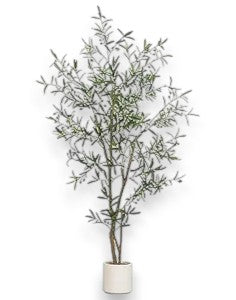 6.5' OLIVE TREE